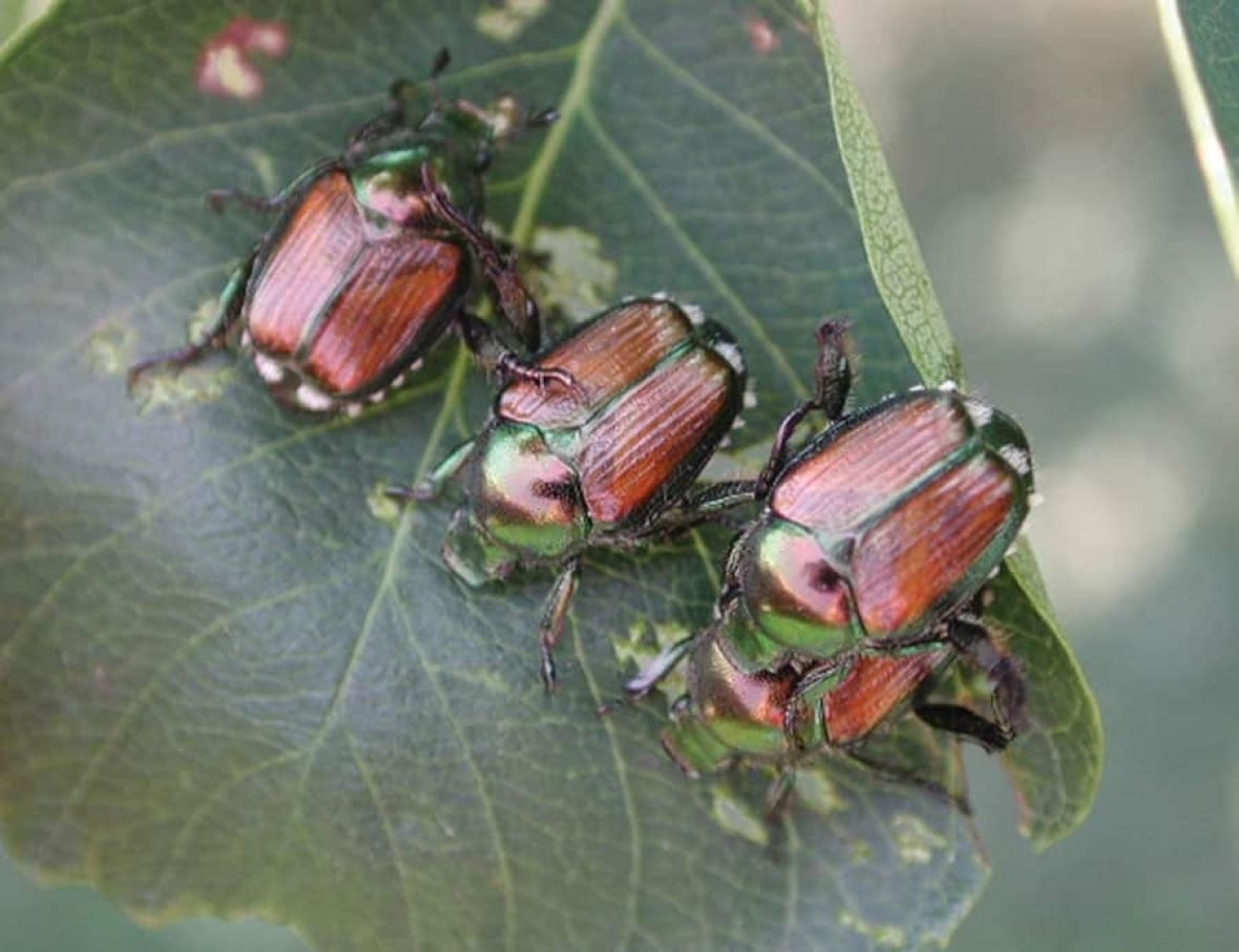 Three beetles on a leaf.