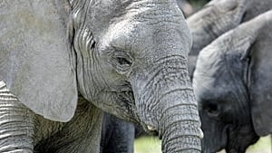 300-elephant