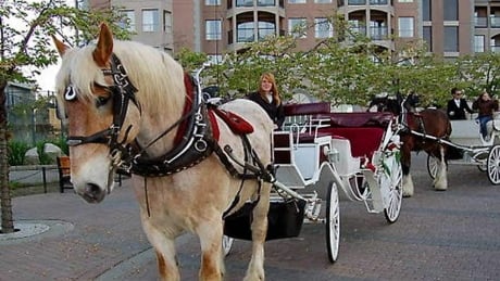 hi-bc-120802-tally-ho-carriage-tours