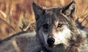 mi-wolf-file-shot-300-00501