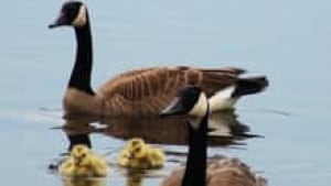 si-220-canada-geese