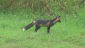 pe-hi-fox-cbc