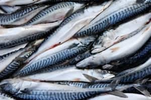 si-mackerel-300-istock