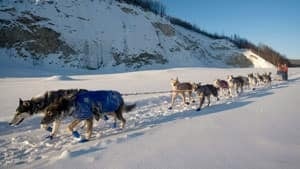 mi-yukon-quest-cp00173264