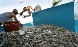 si-gulf-shrimprtr2e060
