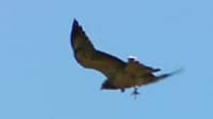 si-hawk-attack-220