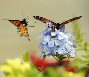 cp-300px-butterfly-2-027642
