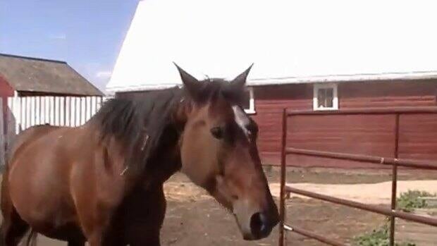 li-horse-2