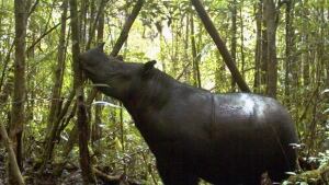 hi-sumatran-rhino-cp-030918