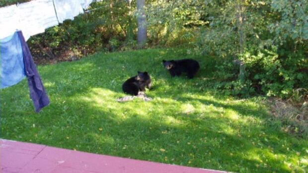 glovertown bear cubs backyard 2012