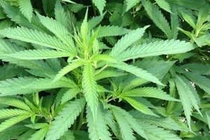 plant-300