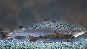 pe-mi-gmo-salmon