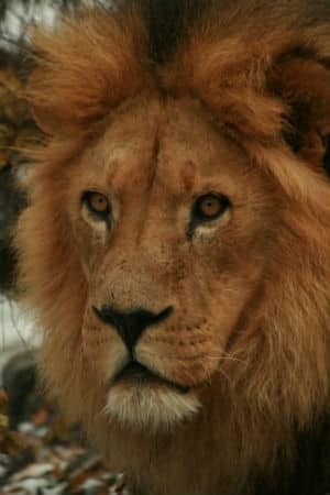 si-calgary-zoo-lion-300