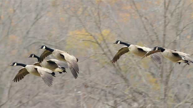 li-geese-golfcourse