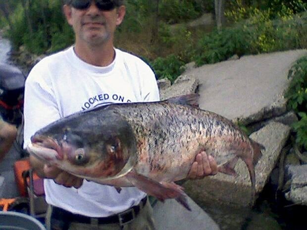 wdr-620-asian-carp-ap90729431-credit-illinois-department-of-natural-resources