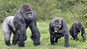 si-gorillas
