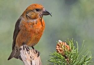 si-crossbill