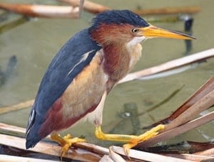 si-least-bittern