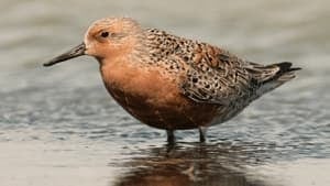 si-red-knot
