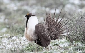 si-sage-grouse