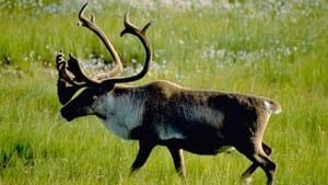 mi-caribou-summer-grass-cp