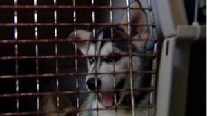 ns-mi-huskey