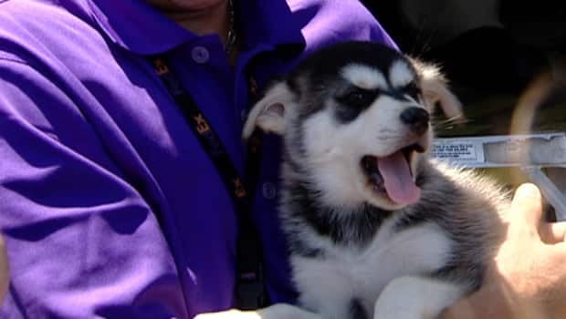 puppy-adorableness_620x349_1
