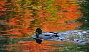 si-300-duck-01456715