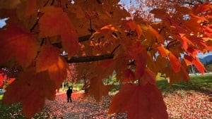 hi-fall-colours-vancouver-rtr2tun4-4col