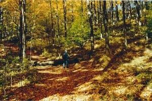 si-300-janice-cooke-fall-colours