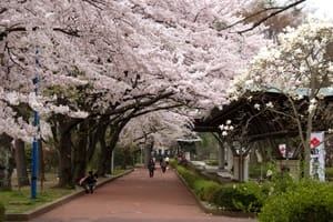 blossom-300
