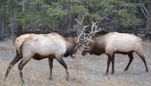 li-elk-banff-mating