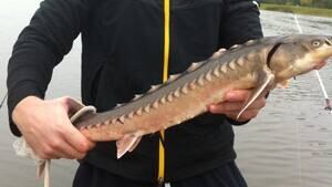 sturgeon