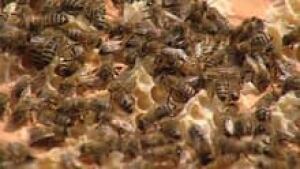 hi-bc-120730-bees-honey-3col