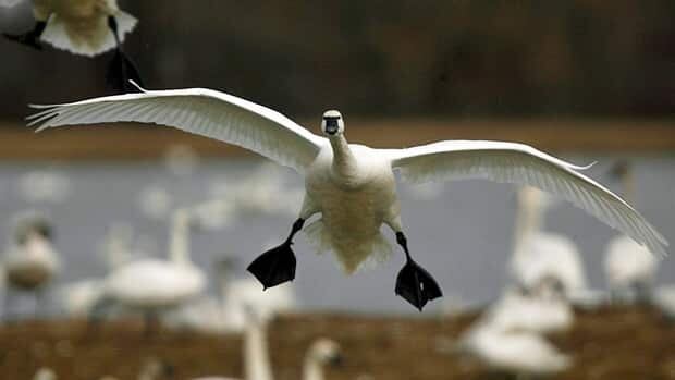 wdr-620-tundra-swan