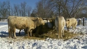 mi-charolais-cow
