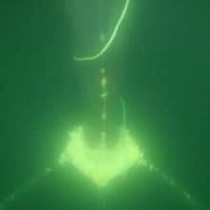 nl-whalewithrope-2012075