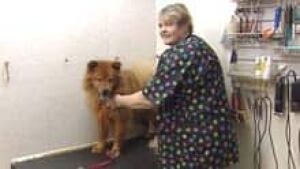 mi-bc-120427-dog-groomer-4