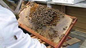mi-bee-colony-300