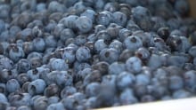 pei blueberries