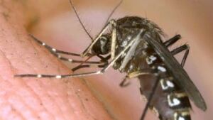 mosquito