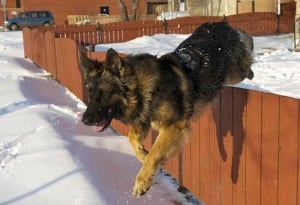 Police dog Quanto