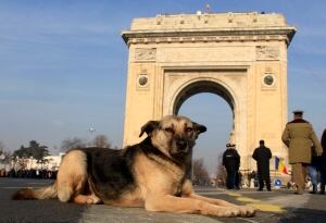Romania-stray-dog
