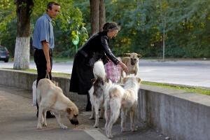Romania-stray-dogs-fed