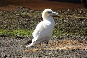 Northern gannet