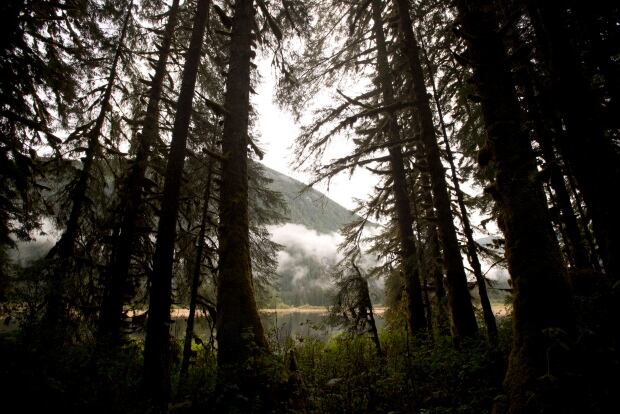 Ancient trees