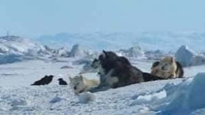 tp-north-sled-dogs-file