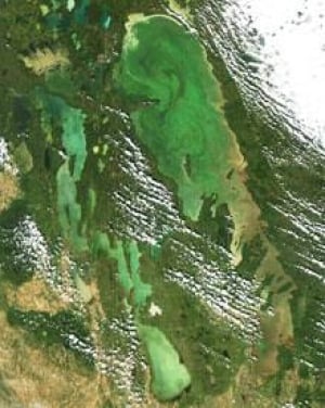 mi-lake-algae