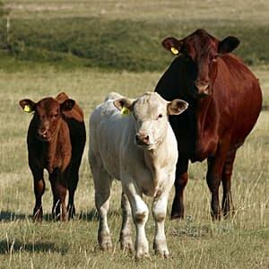 300x300-cows