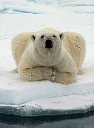 polar-bear-barrow-ap-1509770-300px
